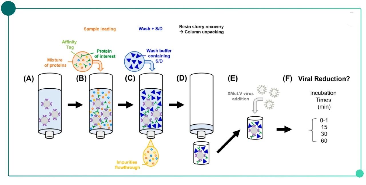 pH-Sensitive Antibodies-pic-04